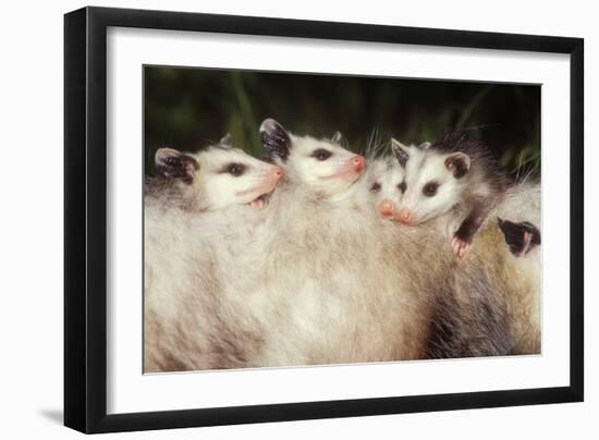 Virginia Opossum Young on Mother's Back-null-Framed Photographic Print
