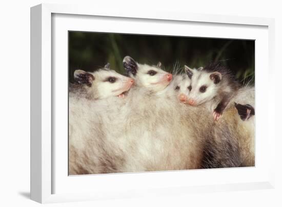 Virginia Opossum Young on Mother's Back-null-Framed Photographic Print