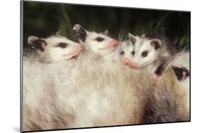 Virginia Opossum Young on Mother's Back-null-Mounted Photographic Print