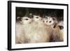 Virginia Opossum Young on Mother's Back-null-Framed Photographic Print