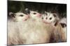 Virginia Opossum Young on Mother's Back-null-Mounted Photographic Print