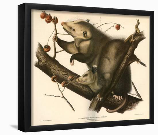 Virginia Opossum-null-Framed Poster