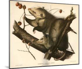 Virginia Opossum-null-Mounted Poster