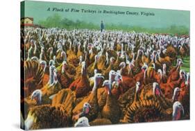 Virginia - Rockingham County Turkey Flock-Lantern Press-Stretched Canvas