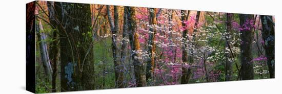 Virginia, Shenandoah National Park-null-Stretched Canvas