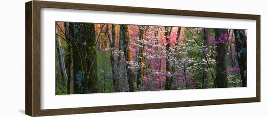 Virginia, Shenandoah National Park-null-Framed Photographic Print