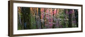 Virginia, Shenandoah National Park-null-Framed Photographic Print