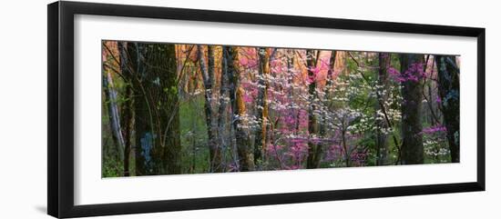 Virginia, Shenandoah National Park-null-Framed Photographic Print