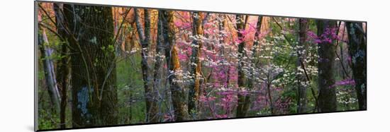 Virginia, Shenandoah National Park-null-Mounted Photographic Print