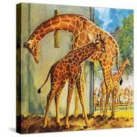 Virginia the Giraffe-McConnell-Stretched Canvas