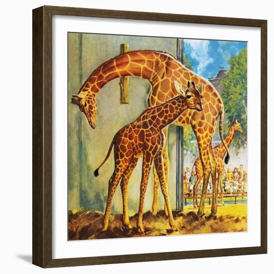 Virginia the Giraffe-McConnell-Framed Giclee Print