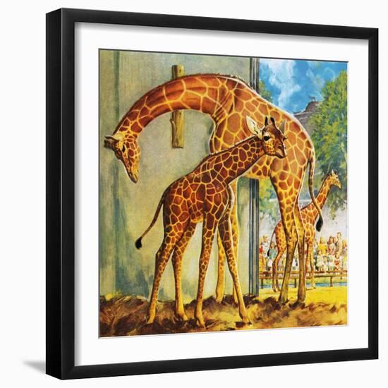 Virginia the Giraffe-McConnell-Framed Premium Giclee Print