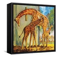 Virginia the Giraffe-McConnell-Framed Stretched Canvas