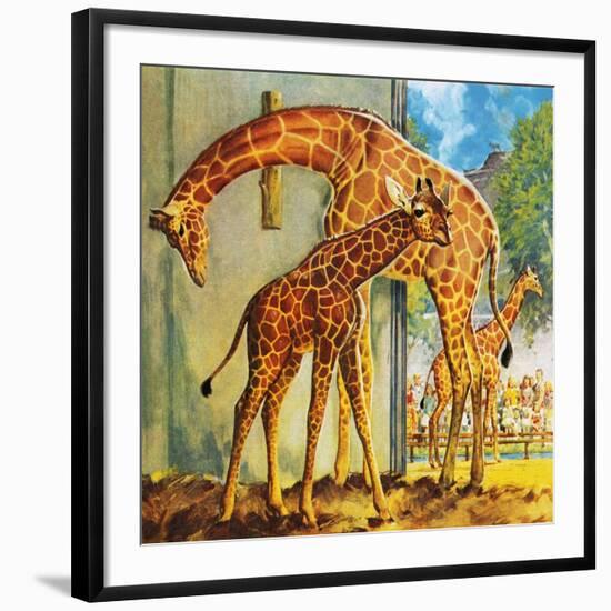 Virginia the Giraffe-McConnell-Framed Giclee Print