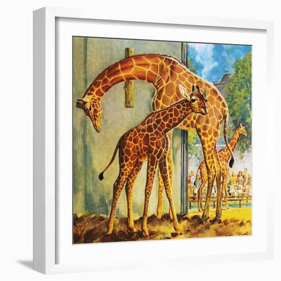 Virginia the Giraffe-McConnell-Framed Giclee Print