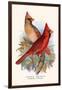 Virginian Cardinal-F.w. Frohawk-Framed Art Print