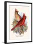 Virginian Cardinal-F.w. Frohawk-Framed Art Print