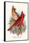 Virginian Cardinal-F.w. Frohawk-Framed Stretched Canvas