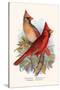 Virginian Cardinal-F.w. Frohawk-Stretched Canvas