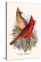 Virginian Cardinal-F.w. Frohawk-Stretched Canvas