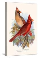 Virginian Cardinal-F.w. Frohawk-Stretched Canvas