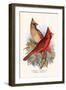 Virginian Cardinal-F.w. Frohawk-Framed Art Print