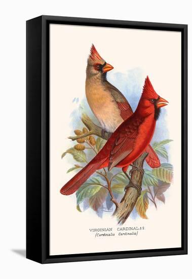 Virginian Cardinal-F.w. Frohawk-Framed Stretched Canvas