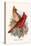 Virginian Cardinal-F.w. Frohawk-Stretched Canvas