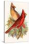 Virginian Cardinal-F.w. Frohawk-Stretched Canvas