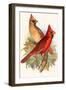 Virginian Cardinal-F.w. Frohawk-Framed Art Print