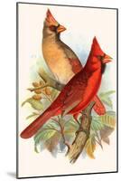 Virginian Cardinal-F.w. Frohawk-Mounted Art Print