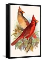 Virginian Cardinal-F.w. Frohawk-Framed Stretched Canvas