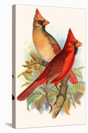 Virginian Cardinal-F.w. Frohawk-Stretched Canvas