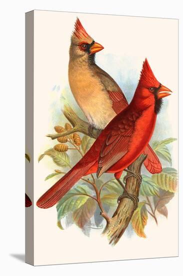 Virginian Cardinal-F.w. Frohawk-Stretched Canvas