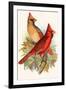 Virginian Cardinal-F.w. Frohawk-Framed Art Print