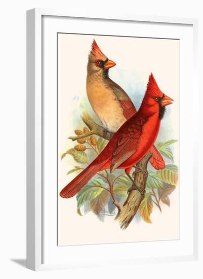 Virginian Cardinal-F.w. Frohawk-Framed Art Print