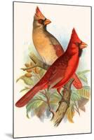 Virginian Cardinal-F.w. Frohawk-Mounted Art Print