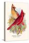 Virginian Cardinal-Arthur G. Butler-Stretched Canvas