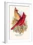 Virginian Cardinal-Arthur G. Butler-Framed Art Print