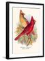 Virginian Cardinal-Arthur G. Butler-Framed Art Print