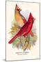 Virginian Cardinal-Arthur G. Butler-Mounted Art Print