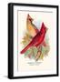 Virginian Cardinal-Arthur G. Butler-Framed Art Print