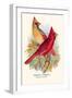 Virginian Cardinal-Arthur G. Butler-Framed Art Print