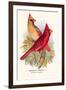 Virginian Cardinal-Arthur G. Butler-Framed Art Print