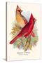 Virginian Cardinal-Arthur G. Butler-Stretched Canvas