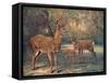Virginian Deer, Wild Bst-Cuthbert Swan-Framed Stretched Canvas