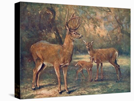Virginian Deer, Wild Bst-Cuthbert Swan-Stretched Canvas