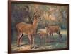 Virginian Deer, Wild Bst-Cuthbert Swan-Framed Art Print