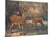 Virginian Deer, Wild Bst-Cuthbert Swan-Mounted Art Print
