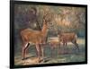 Virginian Deer, Wild Bst-Cuthbert Swan-Framed Art Print